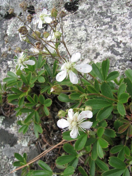 Potentilla tridentata