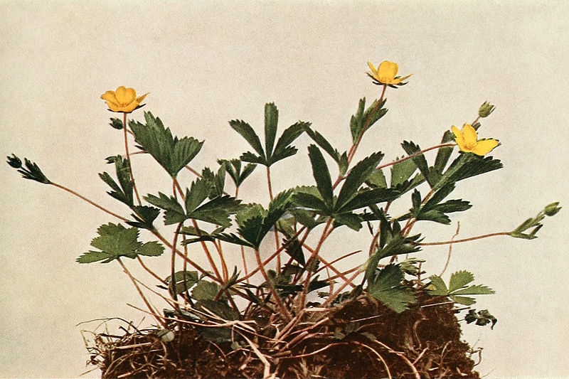 Potentilla canadensis