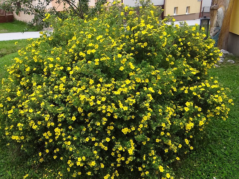 Potentilla fruiticosa