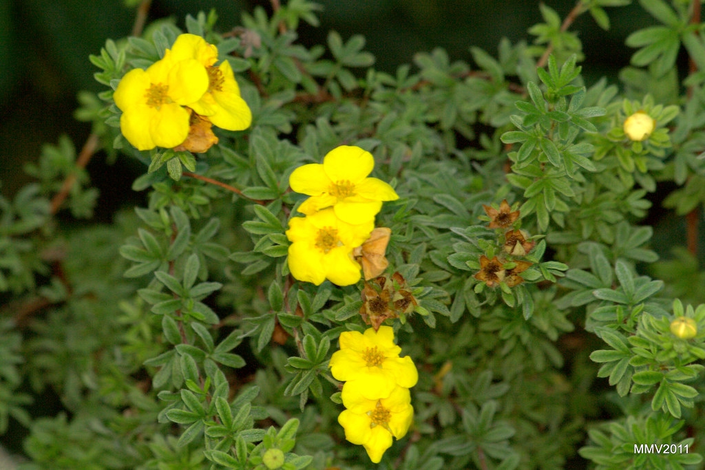 Potentilla fruiticosa