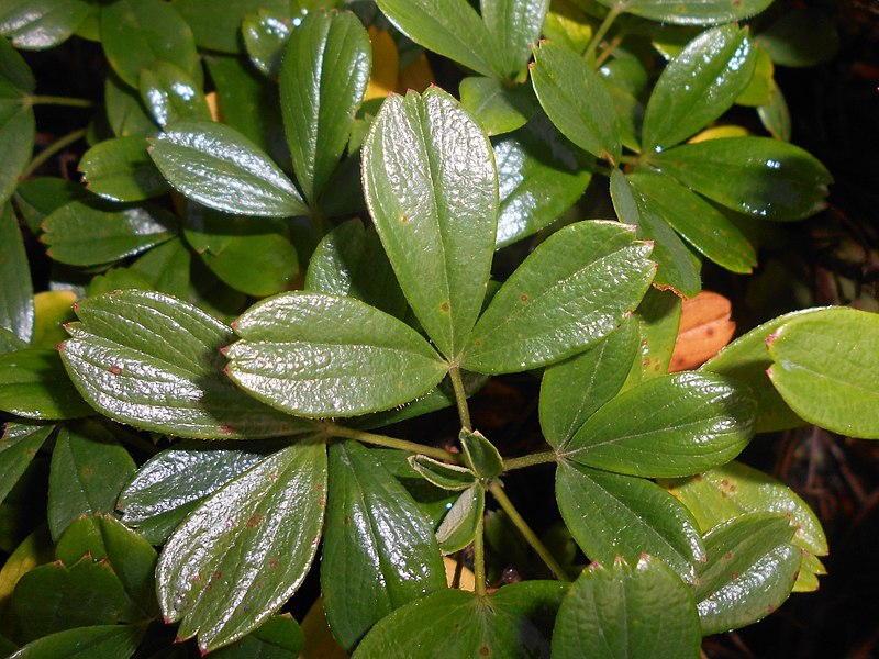 Potentilla tridentata