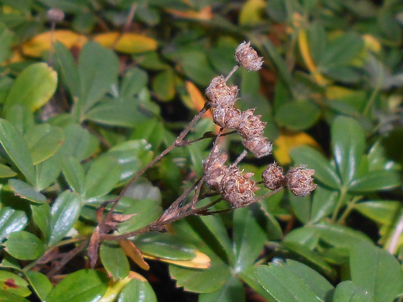 Potentilla tridentata