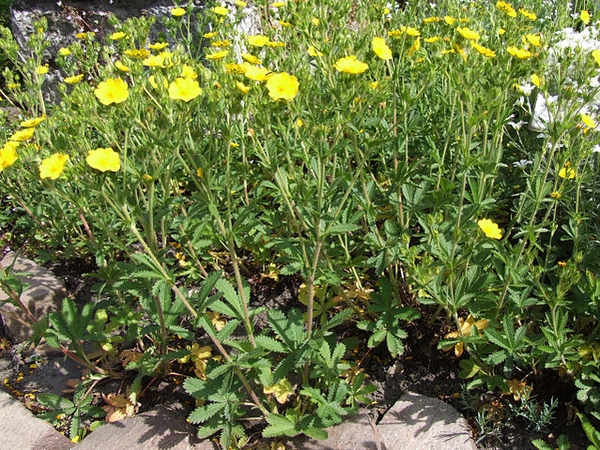 Potentilla recta