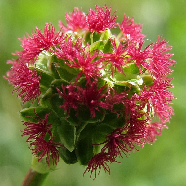 Poterium sanguisorba