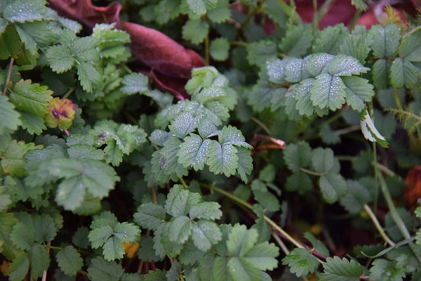 Poterium sanguisorba