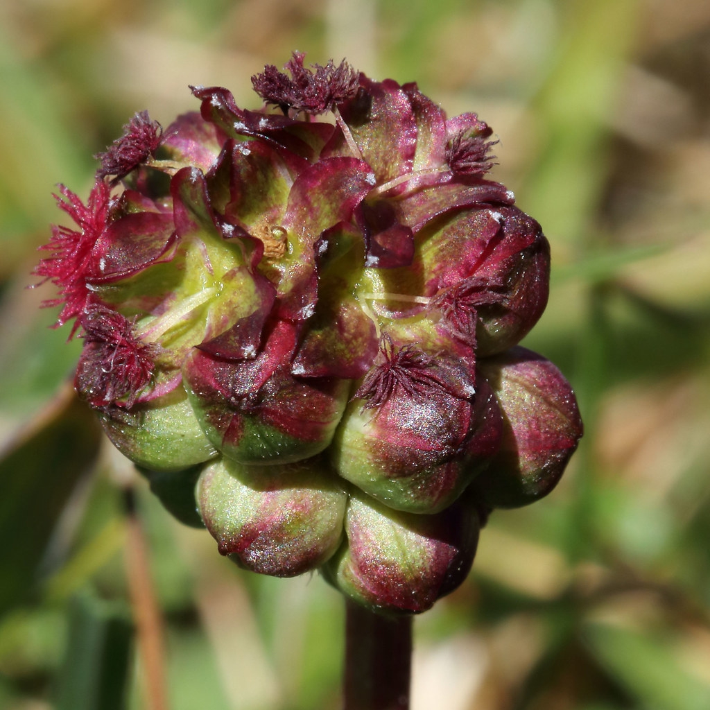 Poterium sanguisorba