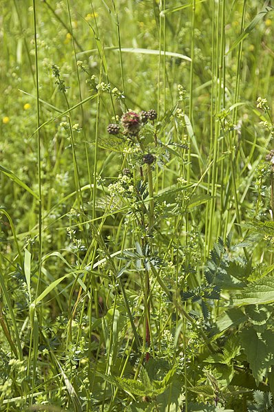 Poterium sanguisorba