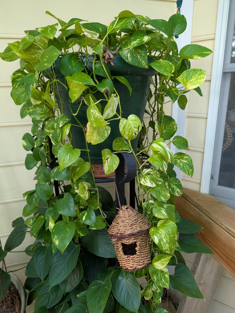 Houseplant view