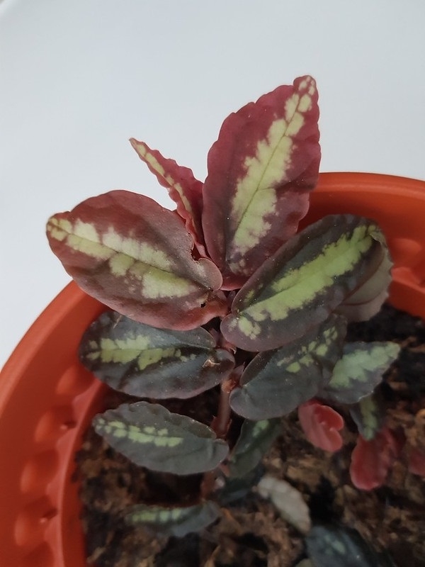 Potted plant with creeping stem and mottled leaves. Form