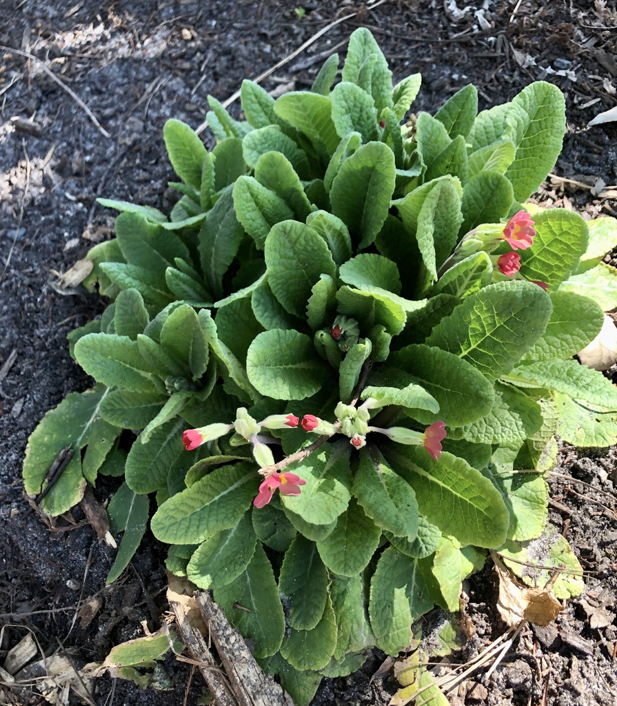 Primula