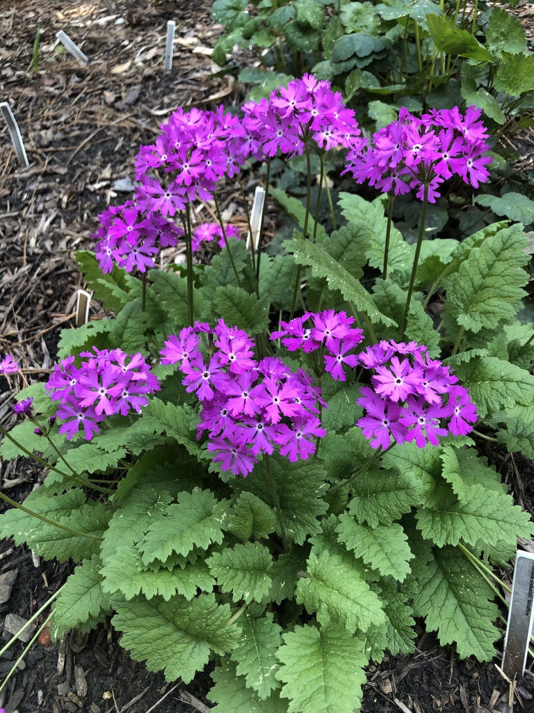 'Wildfire' spring flowers