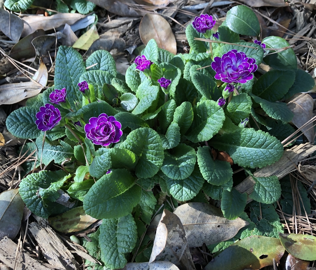 'Belarina Lively Lilac' Form - February - Wake Co., NC