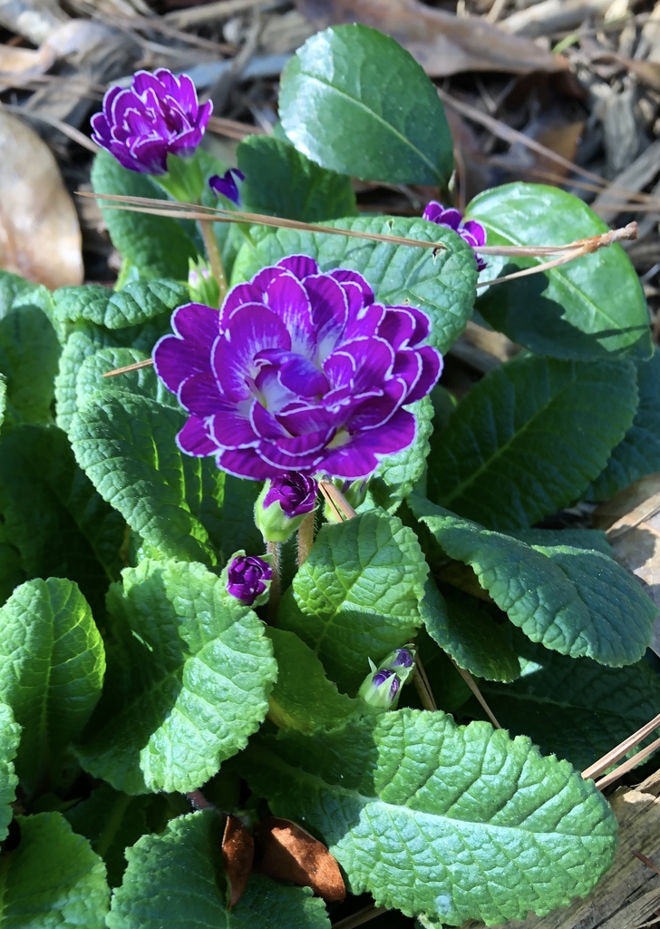 'Belarina Lively Lilac' Flower - February - Wake Co., NC