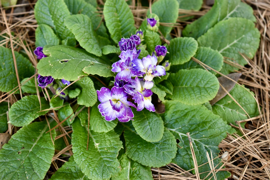 Primula vulgaris
