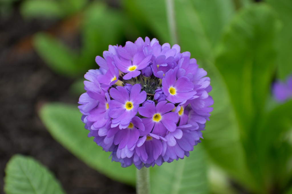 Bluish flowers of Primula denticulata