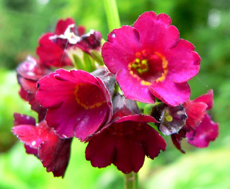Deep pink flowers of Primula anisodora