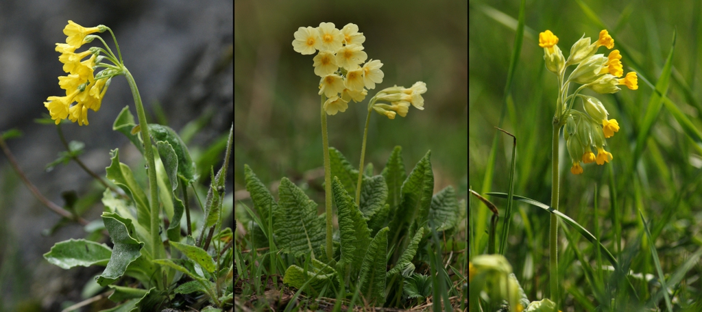 Yellow flowers above the leaves