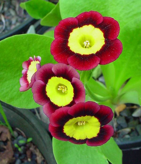 Dark red flowers with a yellow center