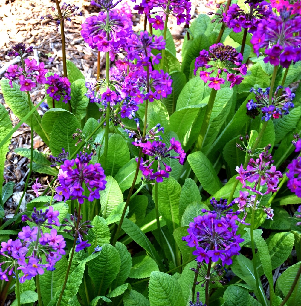 Form in bloom with purple flowers