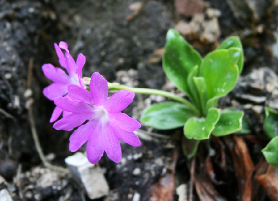 Pinkish-purple flower