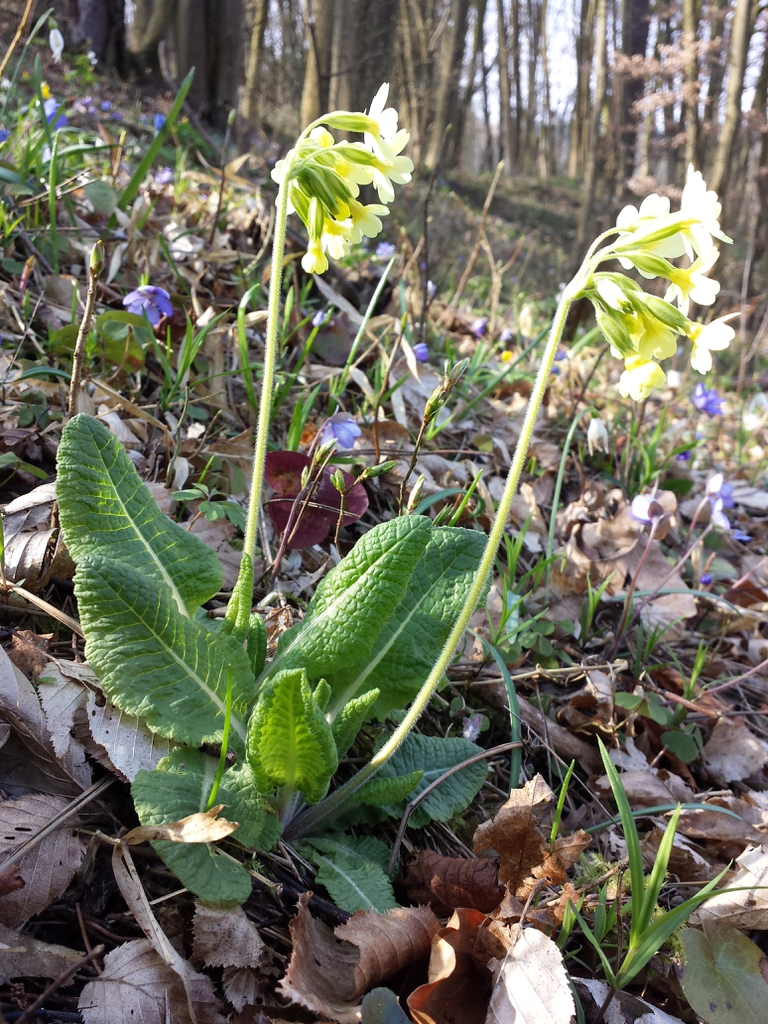 Primula elatior