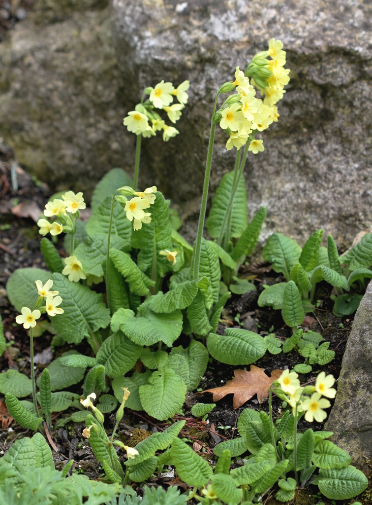 Primula elatior