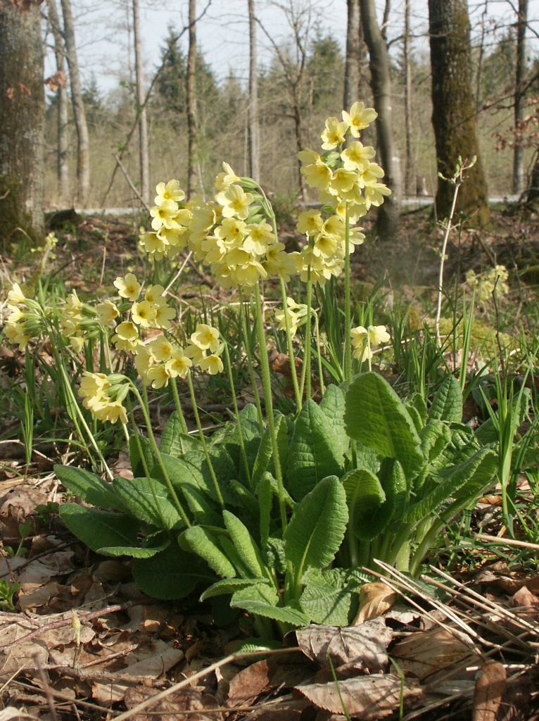 Primula elatior