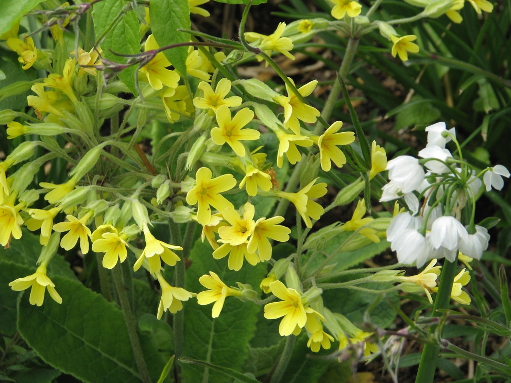 Form