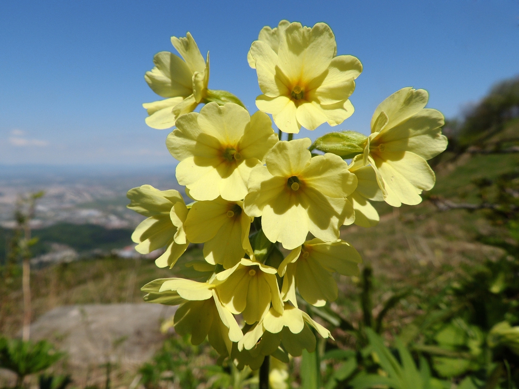 Primula elatior