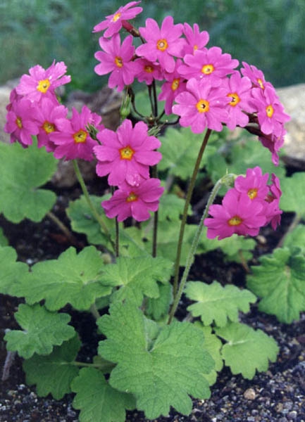 Flowers nd leaves of Primula heucherifolia