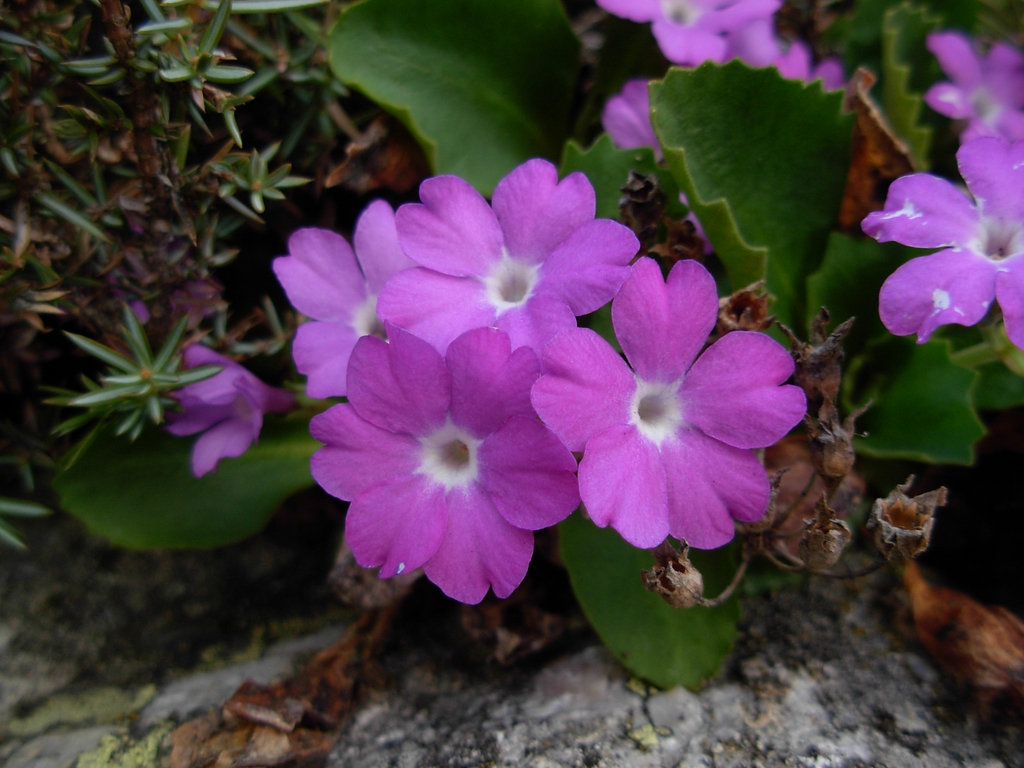 Purple flowers of Primula hirsuta