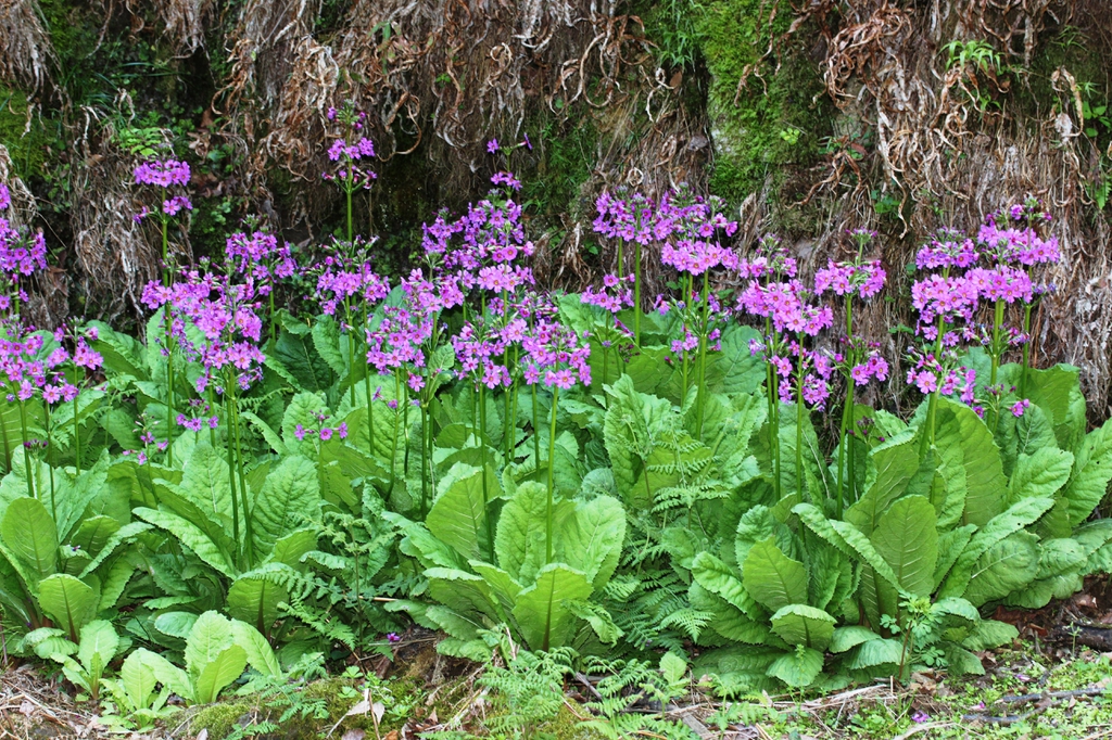 Purplish flowers above the leaves