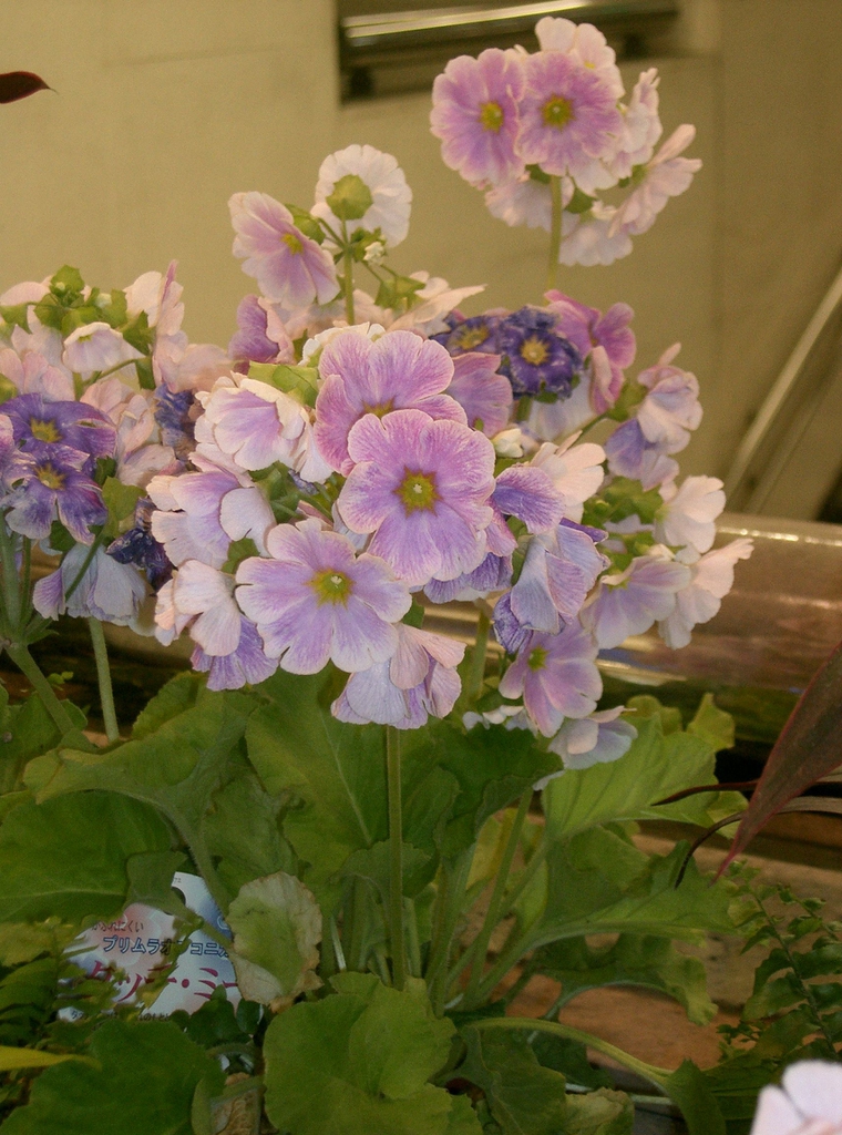 Lilac flowers above green leaves