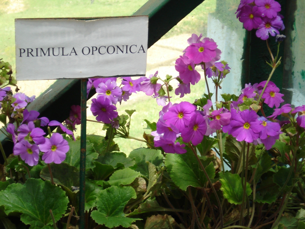 Form of Primula obconica