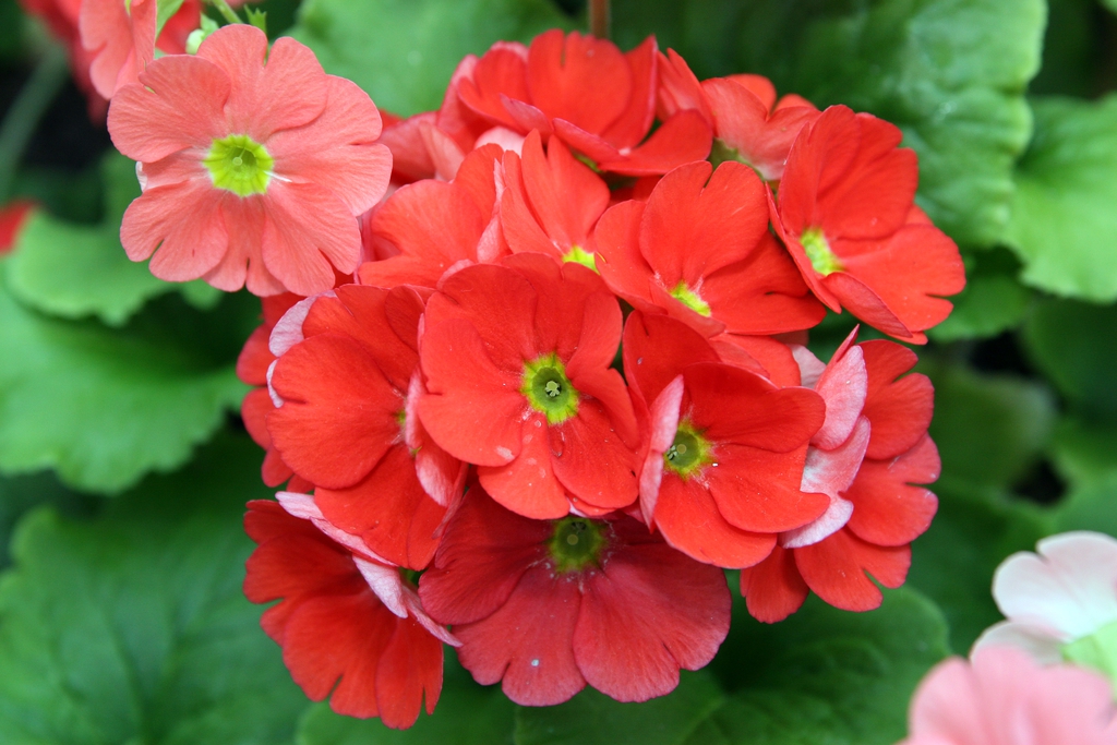 Reddish flower