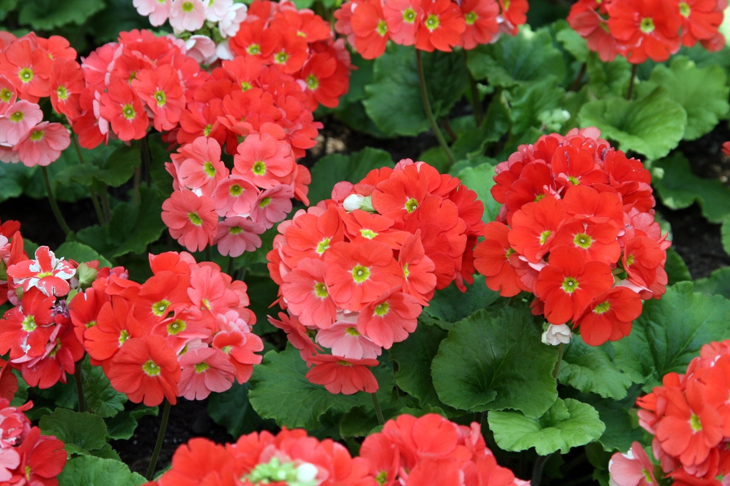 Red flowers
