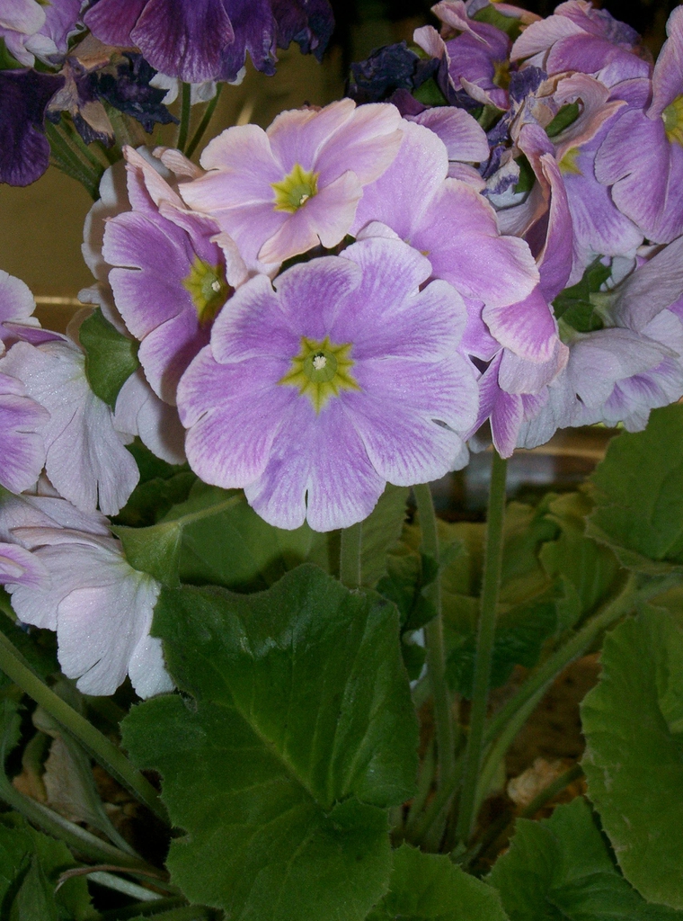 Violet flowers