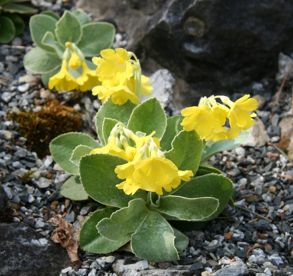 Yellow flowers and leaves of Primula palinuri