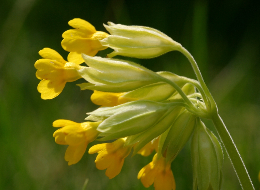 Primula veris