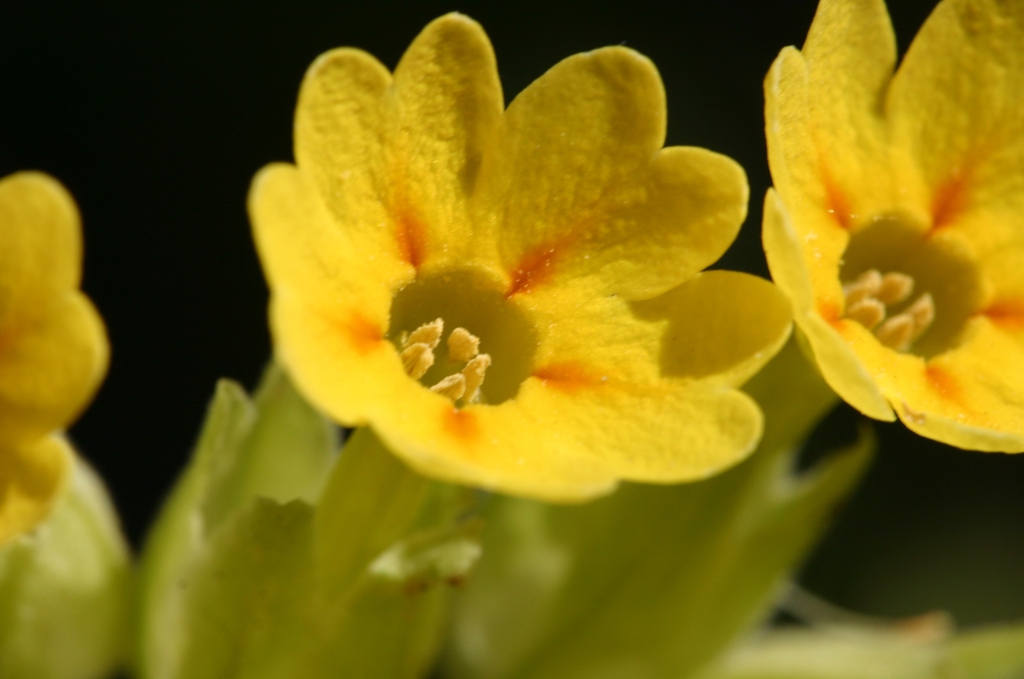 Primula veris