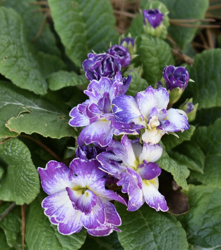 Primula vulgaris