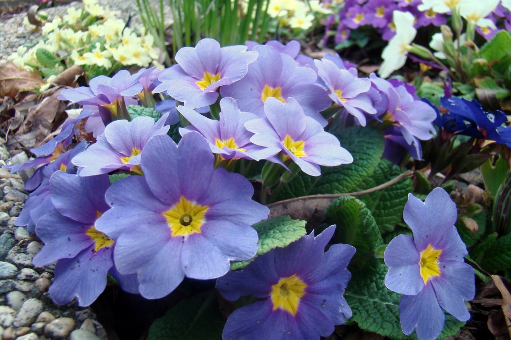 Primula vulgaris