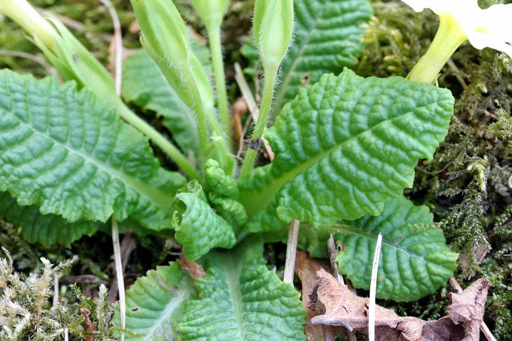 Leaves