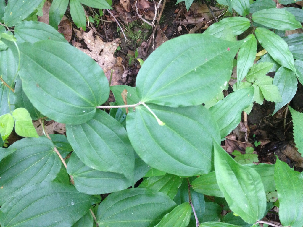 Leaves