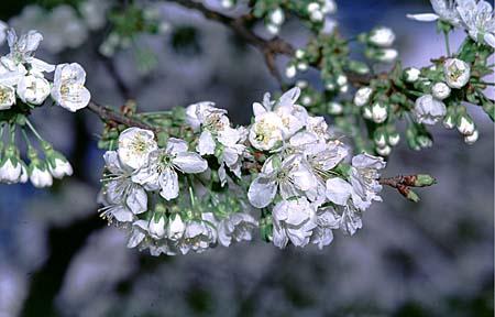 Prunus avium