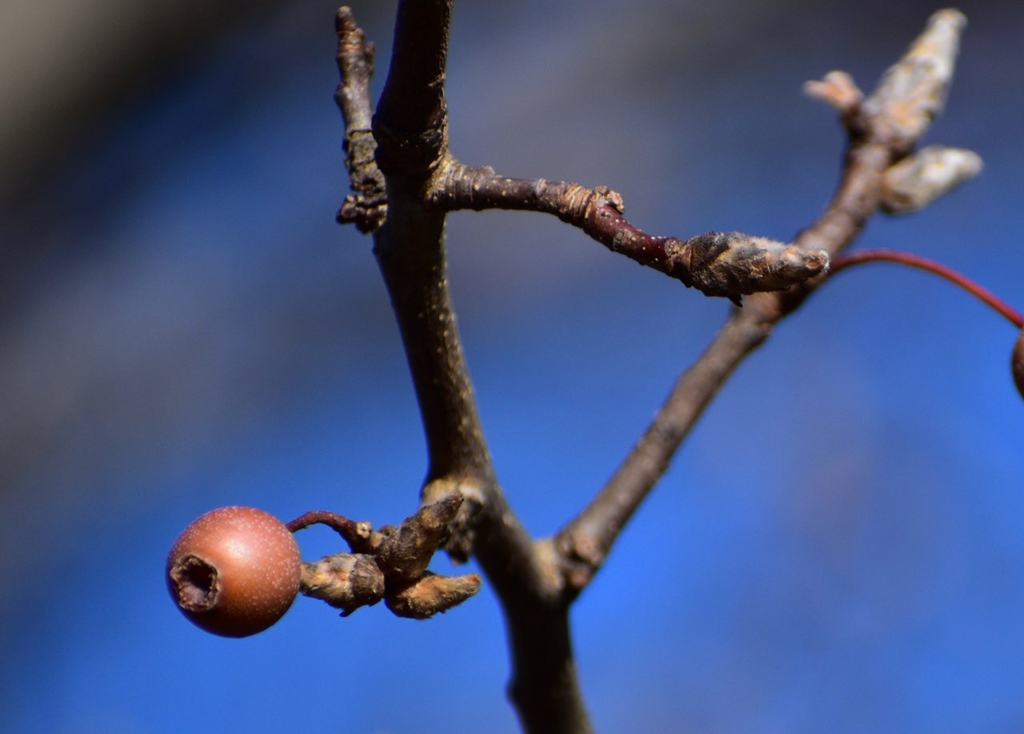 Fruit & buds - December - Warren Co., NC