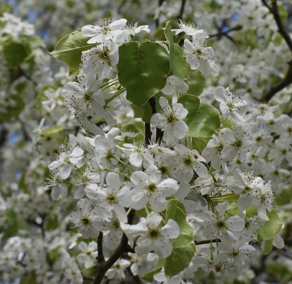 Leaves & flowers in late March - Warren Co. - NC
