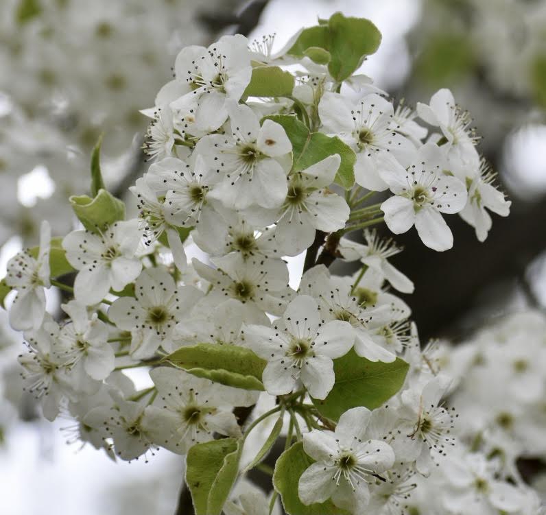 Spring Flowers - Warren Co., NC