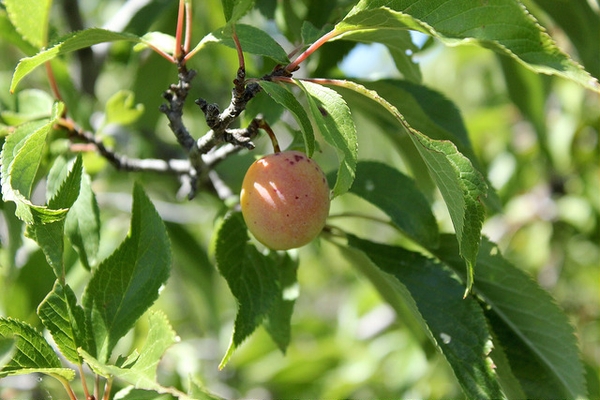 Prunus americana