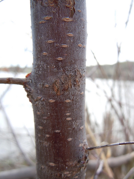 Prunus americana
